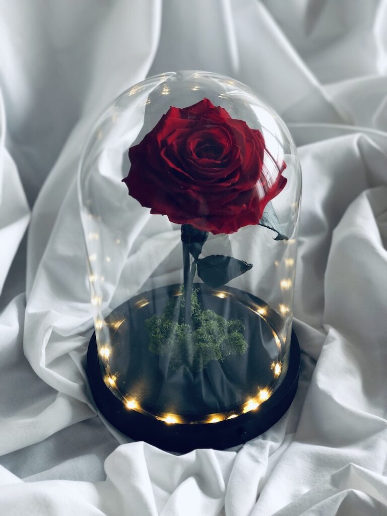 Cupula Bella y Bestia - Edición Limitada