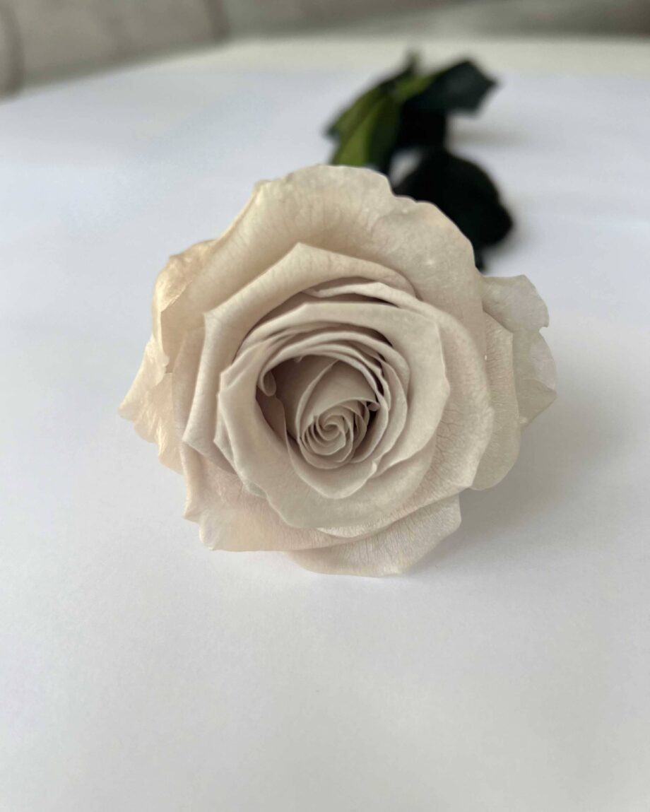 Rosa eterna beige