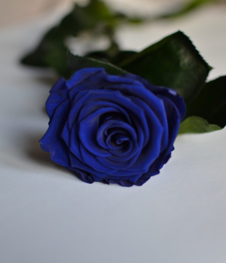 Rosa eterna azul