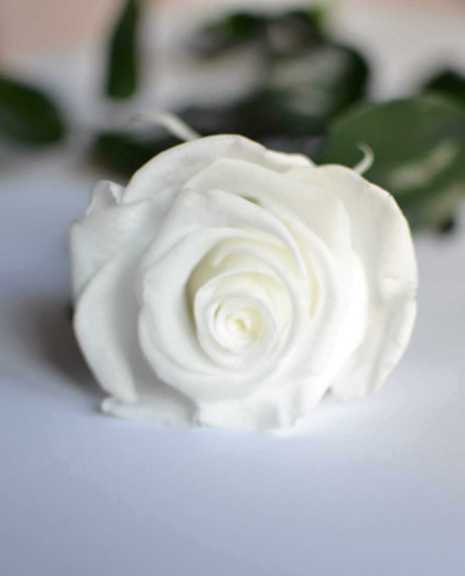 Rosa eterna blanca