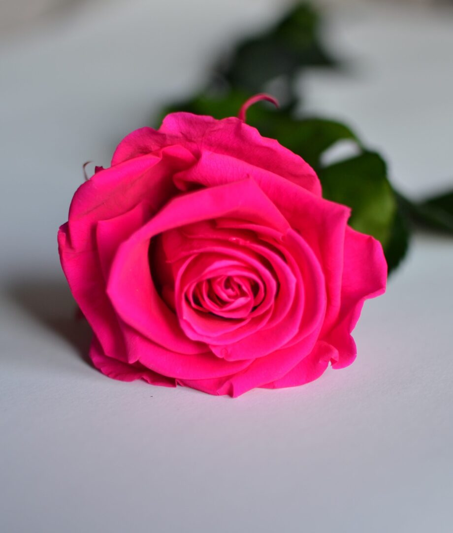 Rosa eterna fucsia